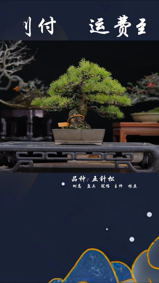 【闪购商品】五针松12725