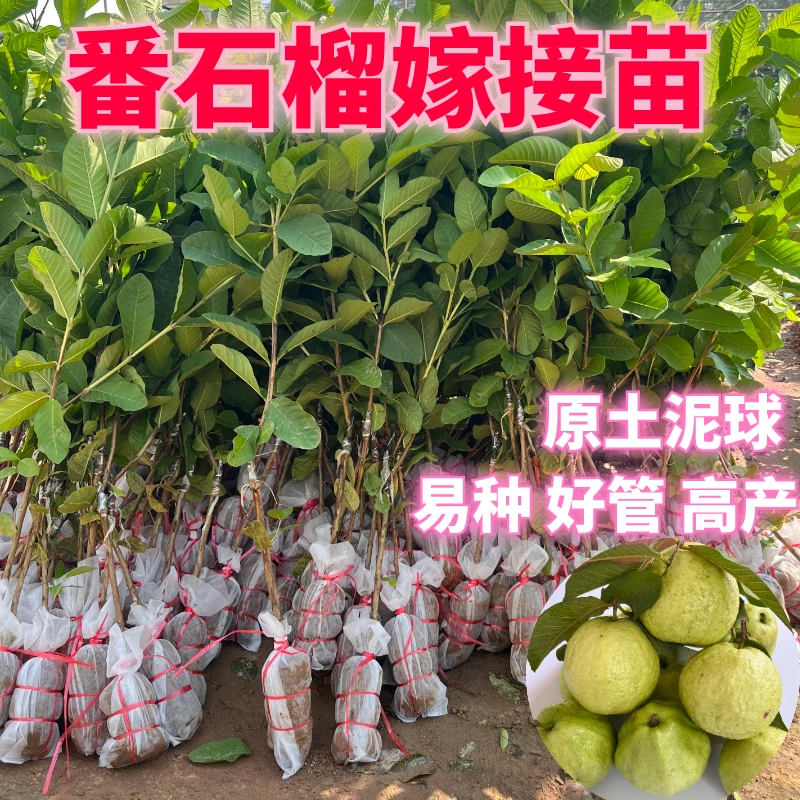 台湾番石榴树苗红心番石榴苗白心番石榴果苗芭乐嫁接树苗果苗