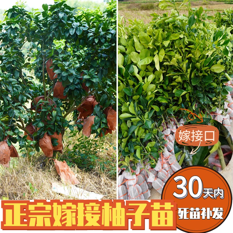 正宗沙田柚嫁接苗柚子树苗蜜柚苗泰国红宝石青柚暹罗蜜柚嫁接树苗