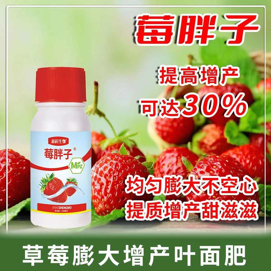 莓胖子 膨大素膨大不空心不软果提高硬度均匀膨大提质增产