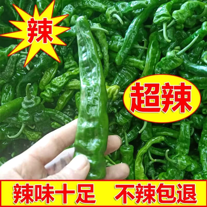 特辣特香薄皮小皱皮辣椒3/5斤装新鲜新鲜采摘