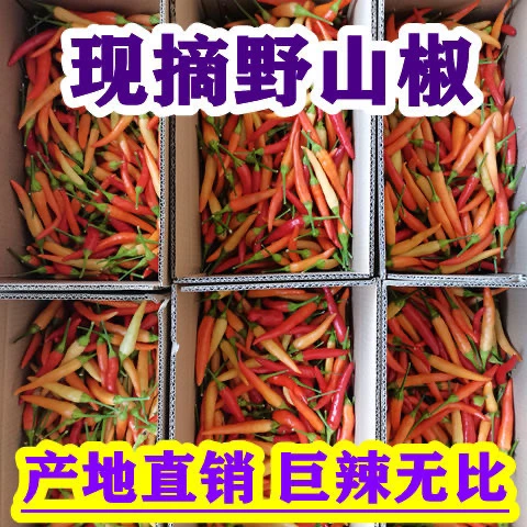 农户现摘现发新鲜野山泡椒超辣爆辣魔鬼辣 辣度10万以上辣味
