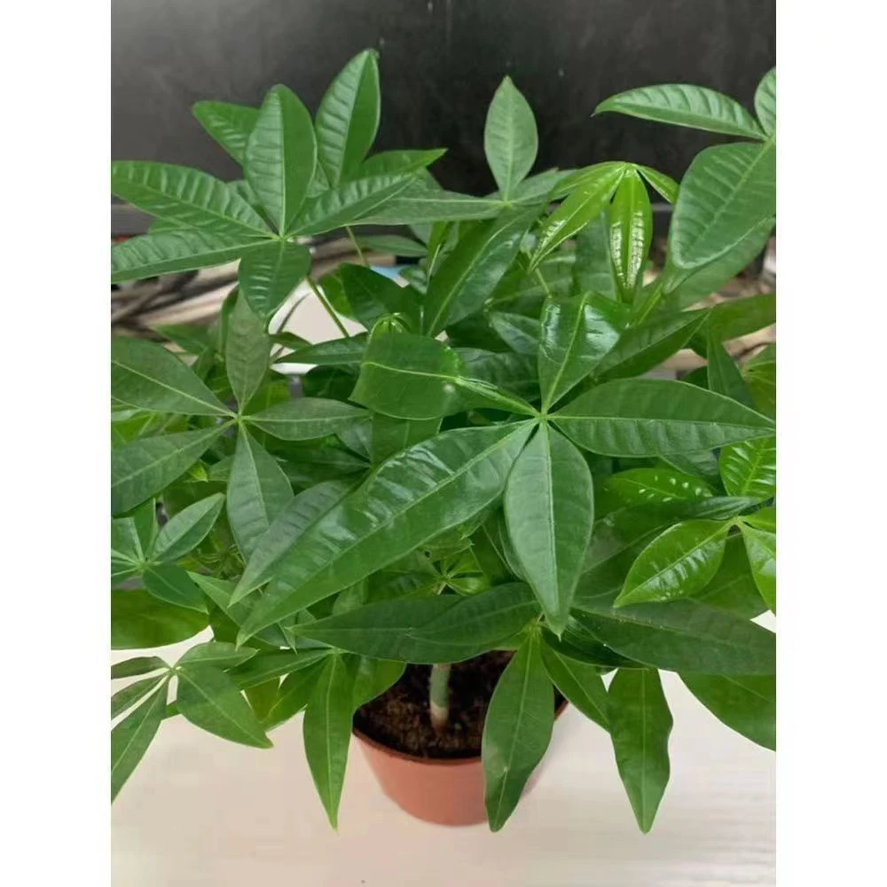 八方来财鸭脚木盆栽绿植室内懒人植物客厅净化空气招财树四季常青