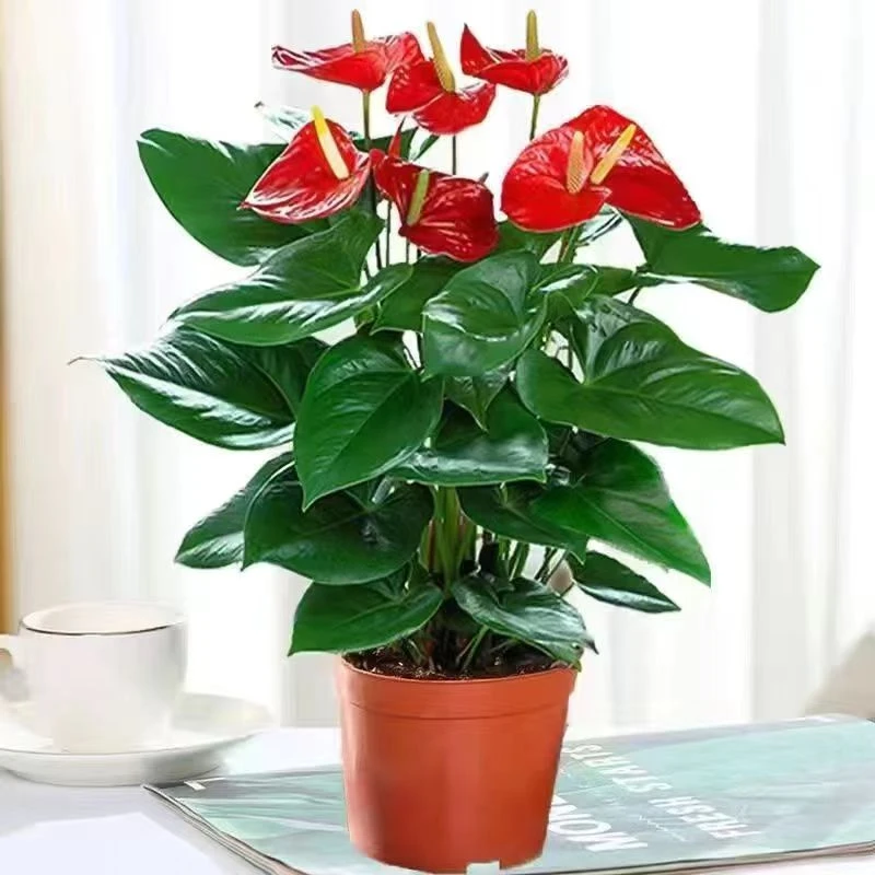 红掌白掌花卉绿植盆栽水培植物室内好养四季开花免浇水一帆风顺