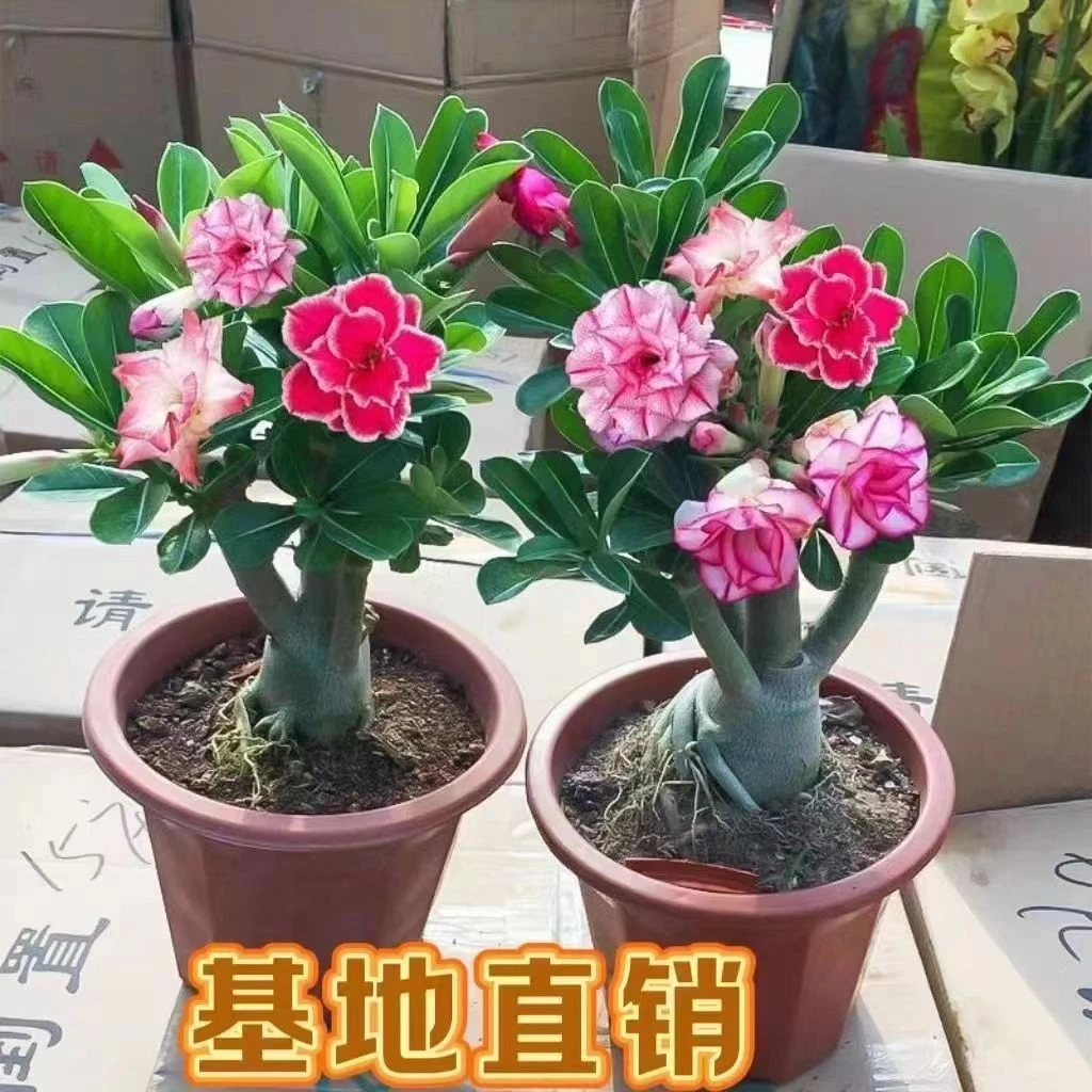 沙漠玫瑰花盆栽四季开花多色花开庭院室内外阳台好养花卉绿植盆栽