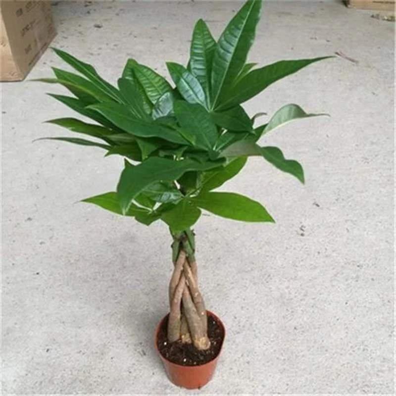 发财树大型辫子摇钱树花卉绿植室内外植物盆景客厅办公发财树盆栽