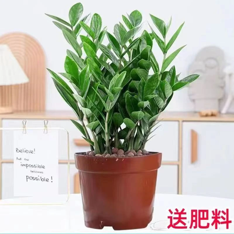 金钱树盆栽招财纳福植物室内客厅办公室桌面绿植大棵送礼花卉盆景