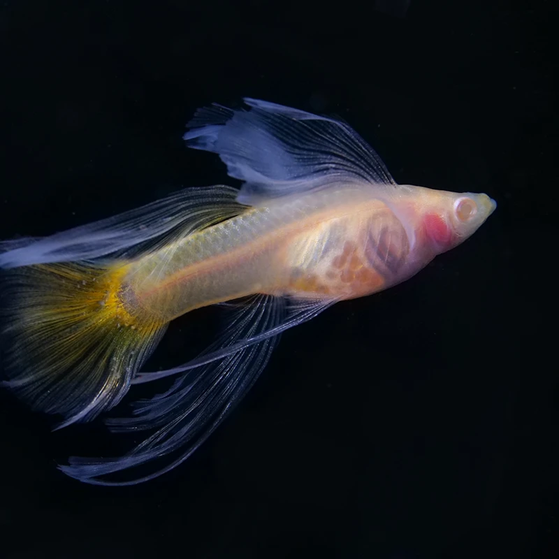 黄金玻璃体孔雀鱼缎带小黄鱼精品缎带热带鱼透明体孔雀鱼观赏鱼