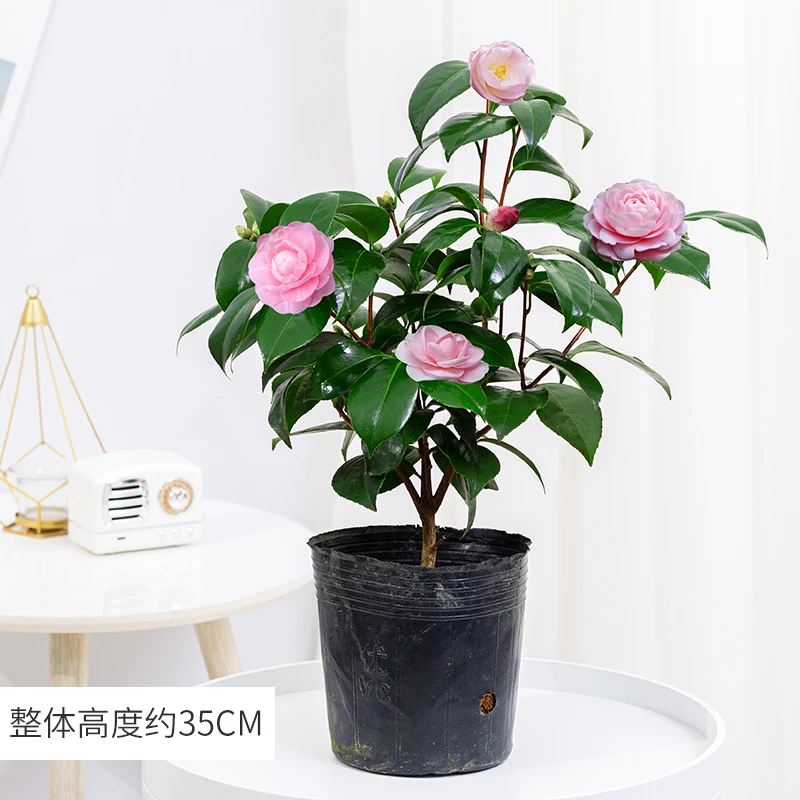 粉茶花盆栽带花苞香妃开花芳香四季常绿客厅阳台庭院窗台美观重瓣