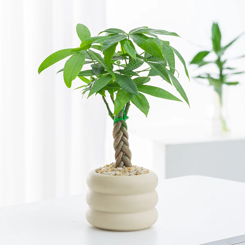 室内植物北欧风摆件开花四季常青好养客厅办公室桌面绿植美观易活