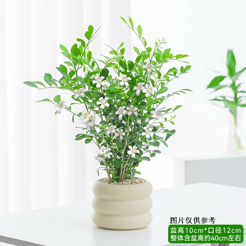 九里香盆栽芳香花卉植物茉莉花带花苞四季好养客厅办公室桌面绿植