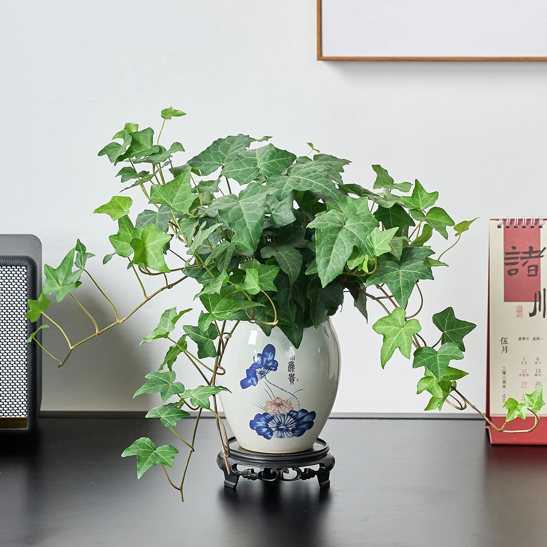 常春藤盆栽爬藤植物垂吊花卉室内花四季青美观客厅茶桌面造型盆景