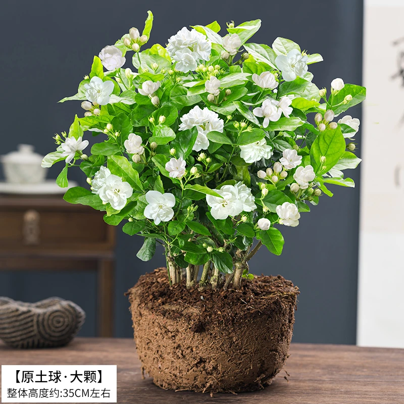 大盆茉莉花盆栽老桩树苗四季青开花美观客厅阳台桌面室内花草芳香
