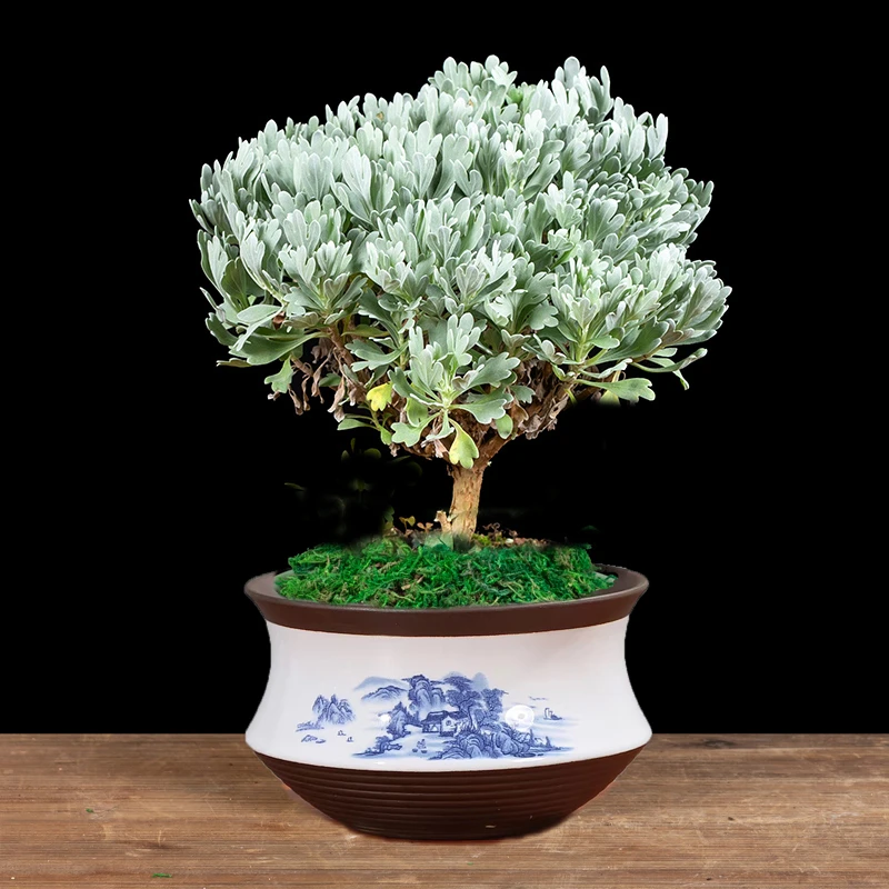 芙蓉菊盆栽花卉植物室内花四季常青客厅阳台庭院开花美观造型雪白