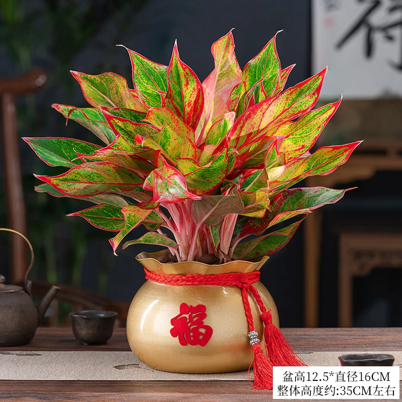 万年红盆栽花卉植物室内花美观四季常青客厅办公室桌面绿植年宵花