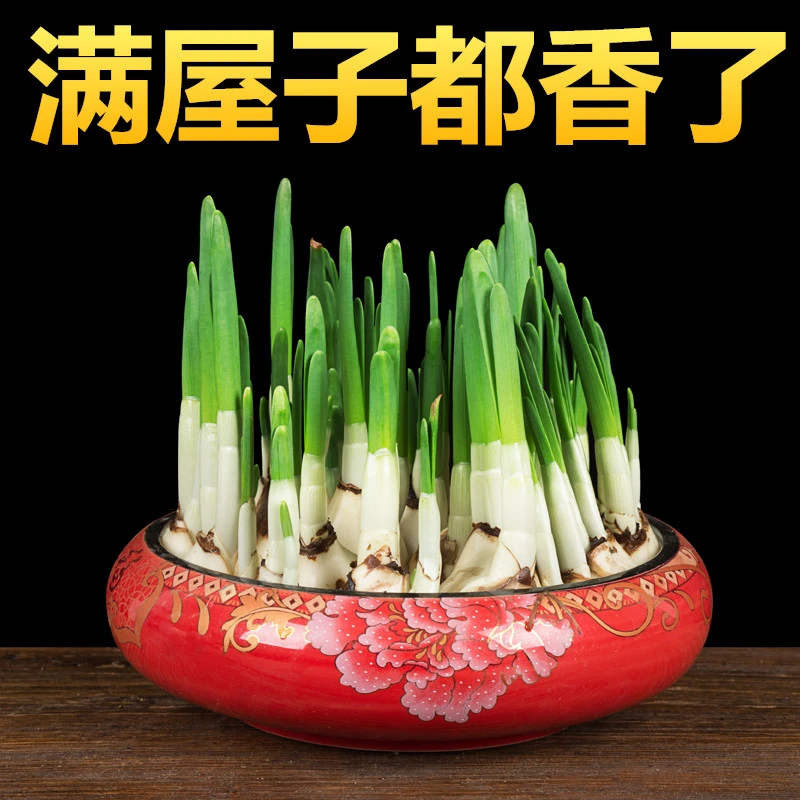 水仙花水培花卉观花植物室内花芳香客厅茶几桌面冬季耐寒绿植花草