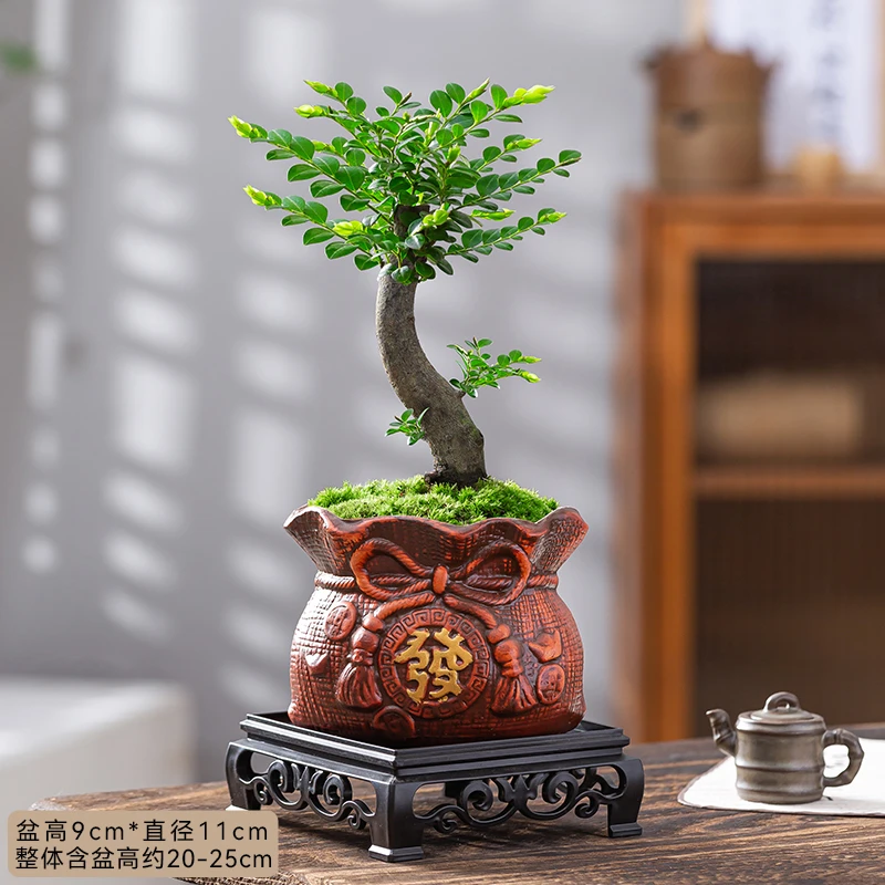 小叶黑骨茶盆栽植物茶桌摆件四季青美观造型室内客厅前台绿植树苗