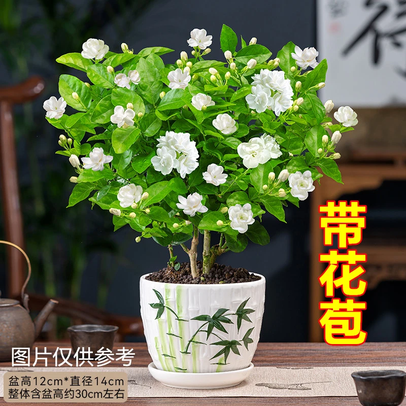 开花芳香茉莉花盆栽花卉植物室内花四季青美观客厅办公室桌面绿植