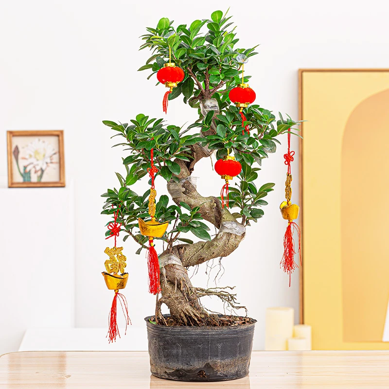 大型榕树盆栽老桩植物落地美观造型盆景四季常青室外阳台庭院绿植