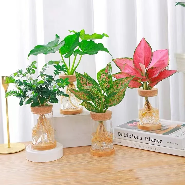 桌面水培水养植物室内花发财树富贵竹春羽办公室绿植小盆栽四季青