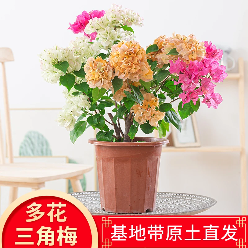 三角梅盆栽多色花卉植物室内外花四季青美观开花庭院阳台花草树苗