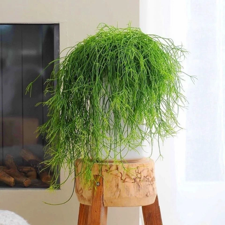 丝苇合集玉珊瑚喀秋莎雨林玻利维亚仙人掌室内开花垂吊盆栽耐阴