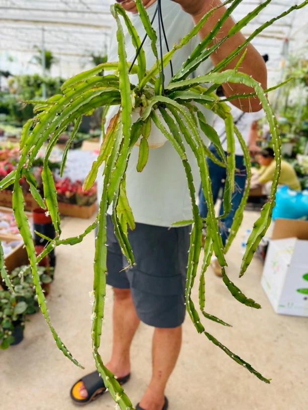 进口小众热带植物三角丝苇室内外植物板植好养活懒人绿植盆景耐热