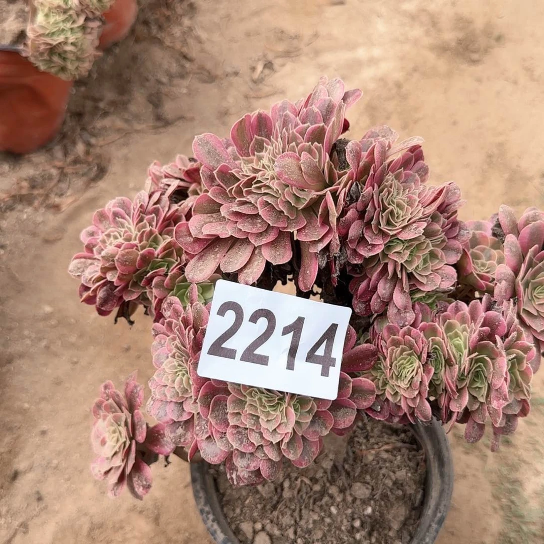 2214---2多头多肉植物