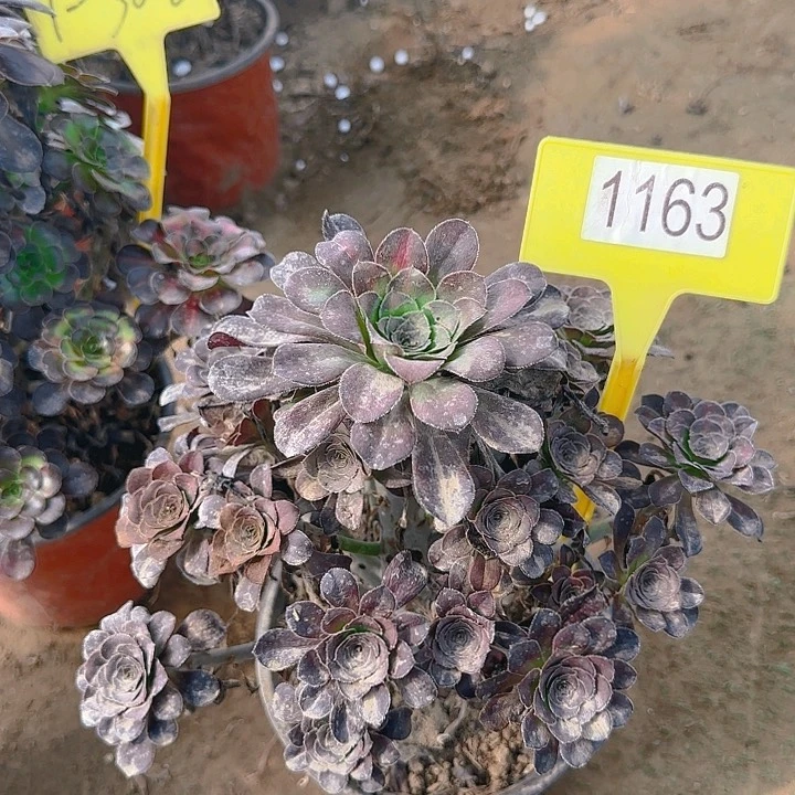 1163-1多头晚霞多头