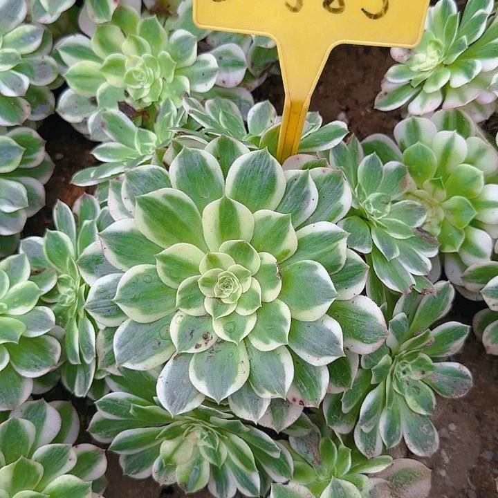 2-585---多头多肉植物海王多肉