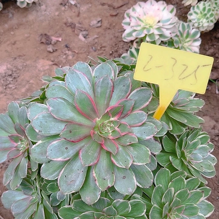 2+325++多头多肉植物