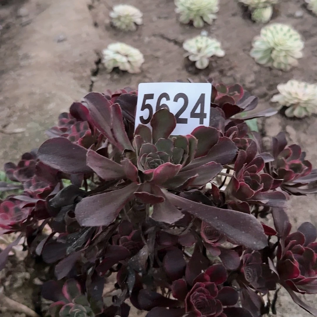 5624---多头多肉植物