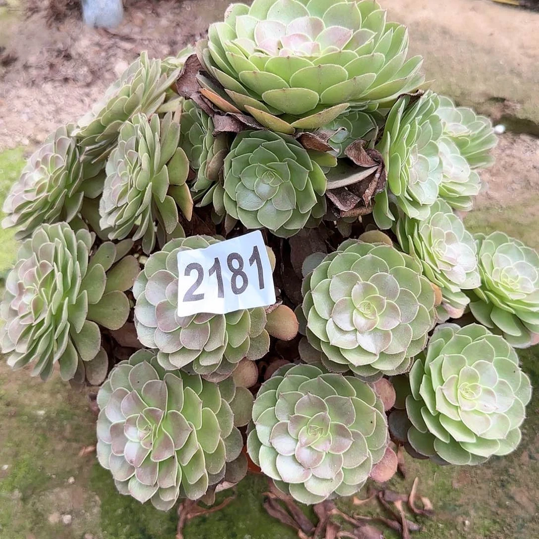 黑***使2181---2多头多肉植物