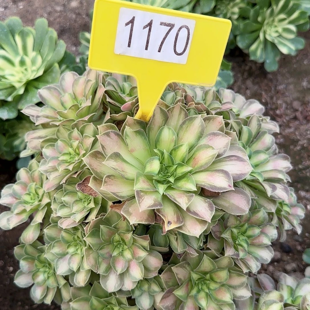 1170---1多头多肉植物