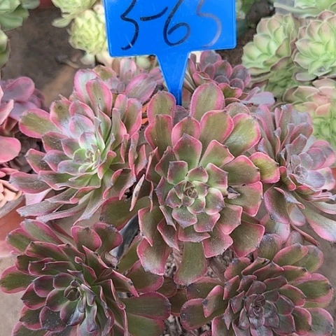 3-65---多头多肉植物