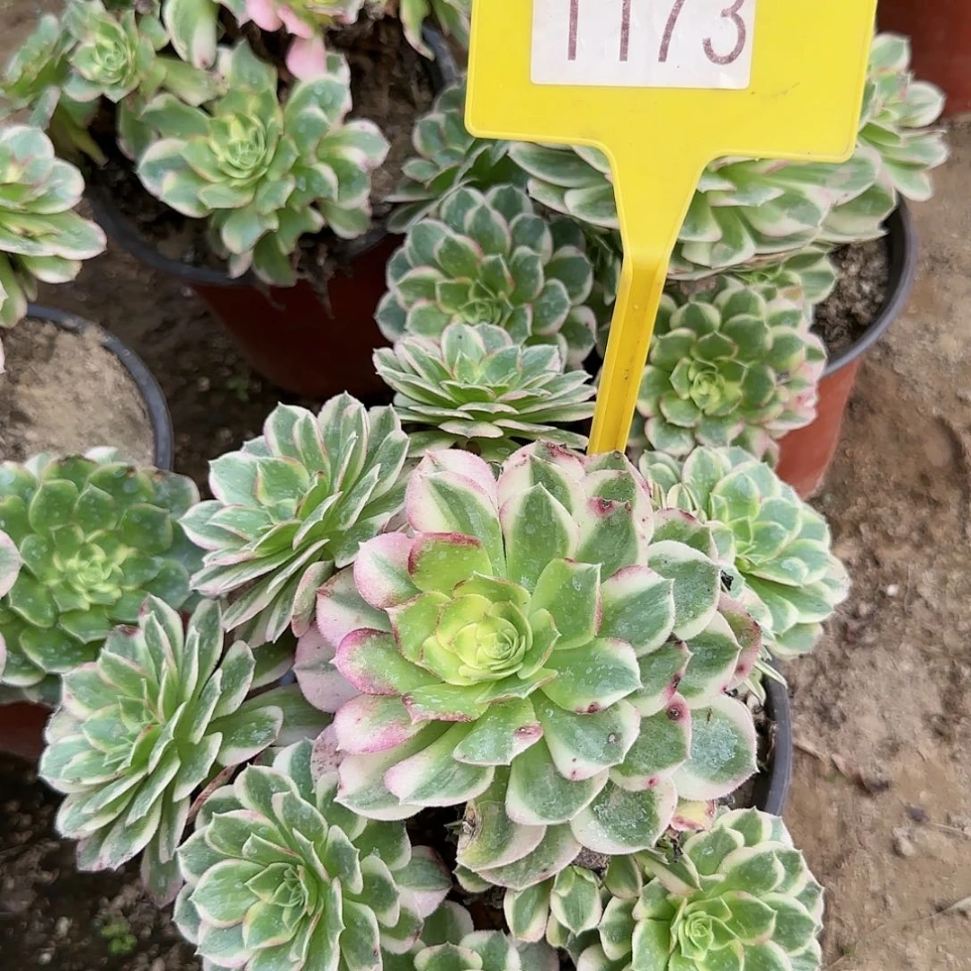 1173--1多头多肉植物