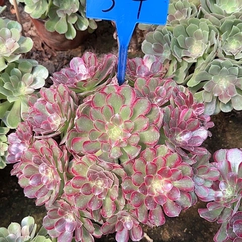 3-4多头多肉植物