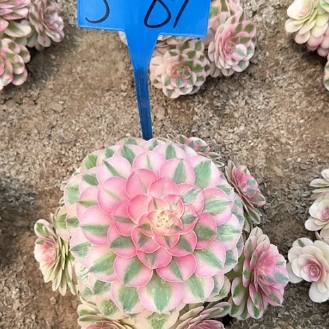 3-89多头多肉植物大战