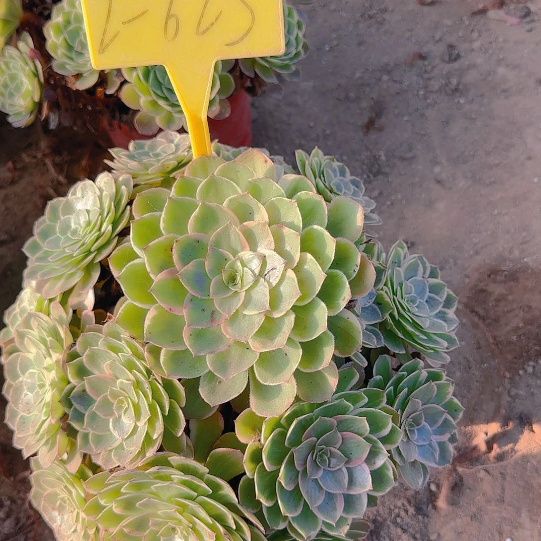 2-623---多头多肉植物莲花座多头