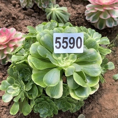 5590---3多头多肉植物