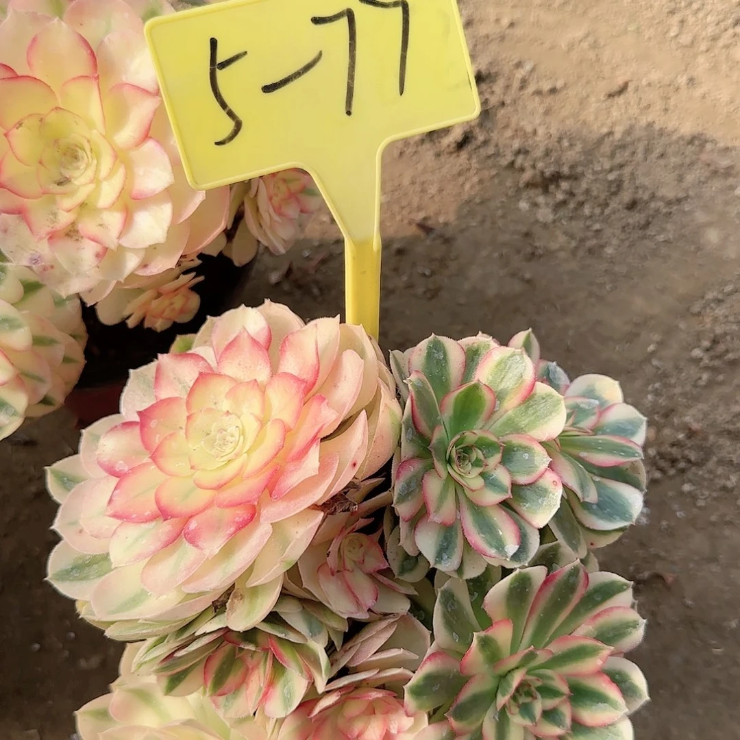 5-77--+多头多肉植物荔枝