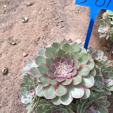 3-84---多头多肉植物