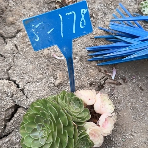 潘*拉5-178---多头多肉植物