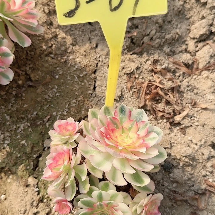 5-89--多头多肉植物倾城