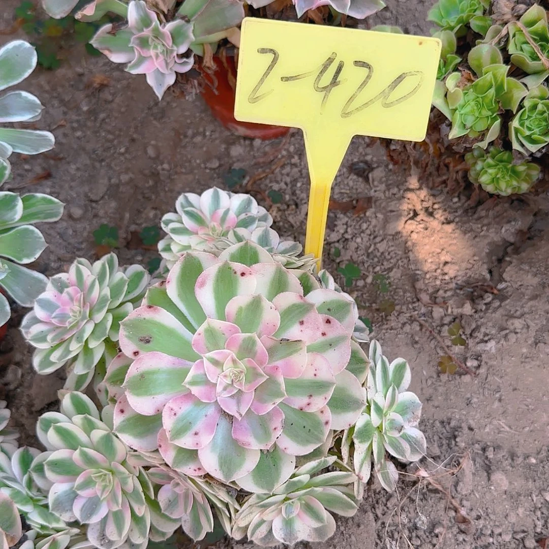 2-420--+倾城之恋多头