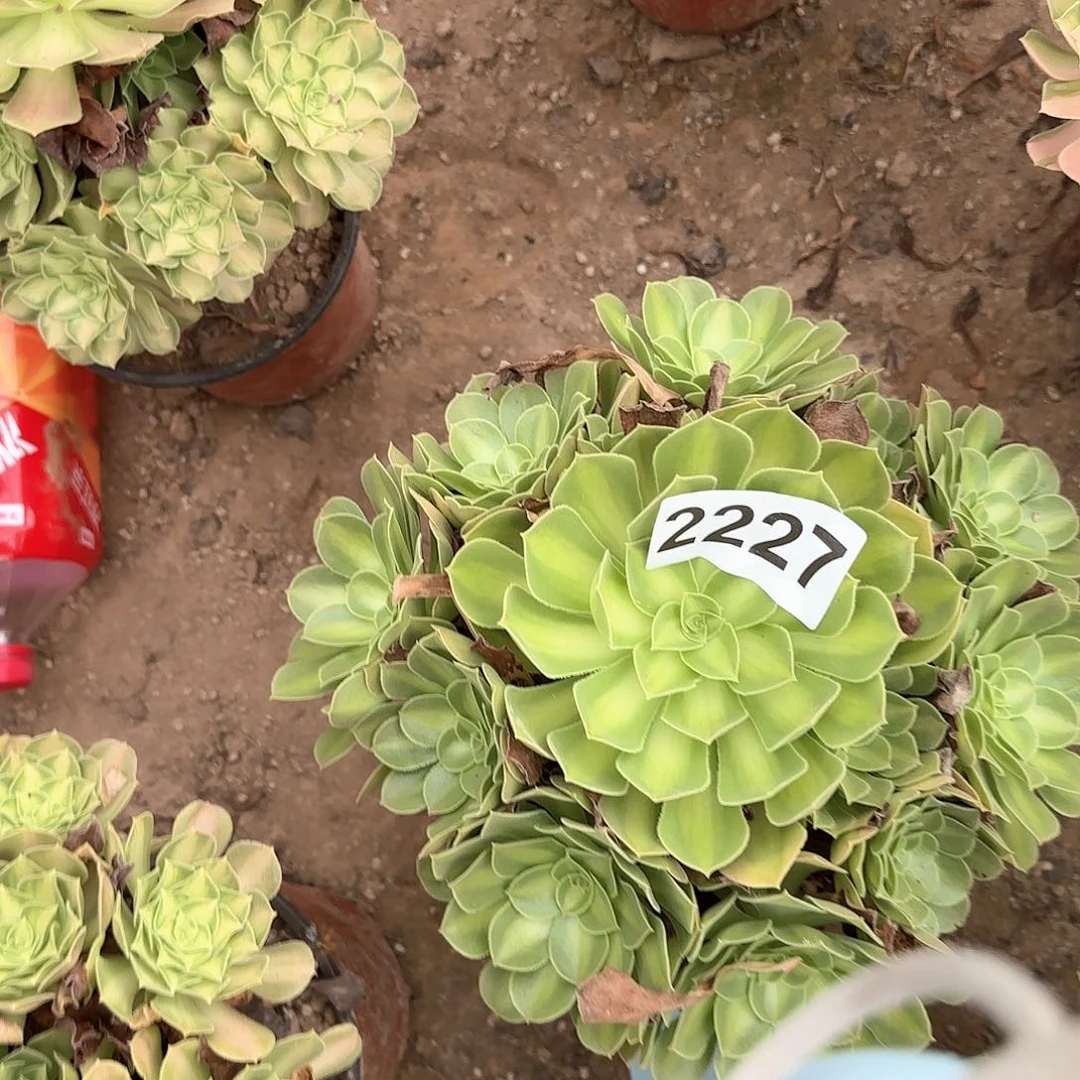 2227-2多头多肉植物韶华中班