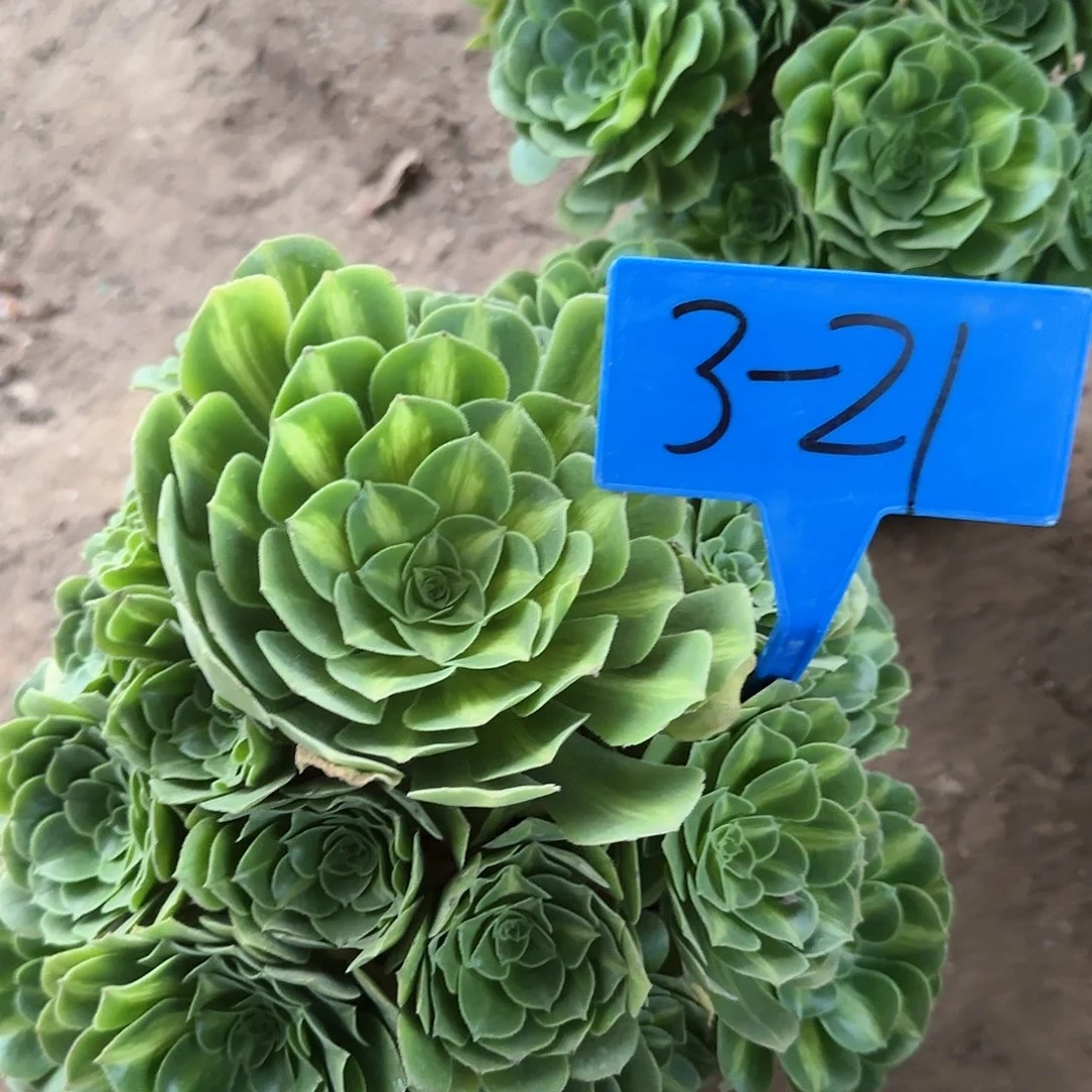3-21--+多头多肉植物