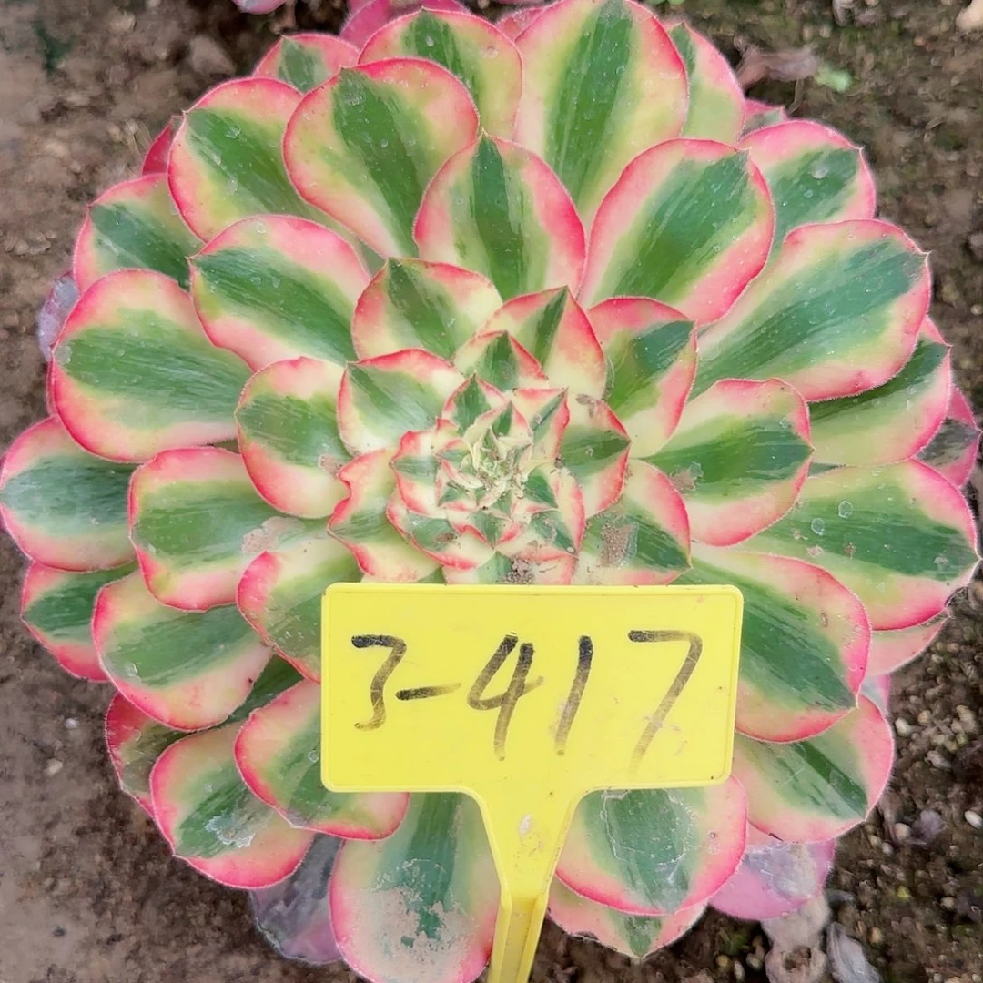 3-417---多头多肉植物