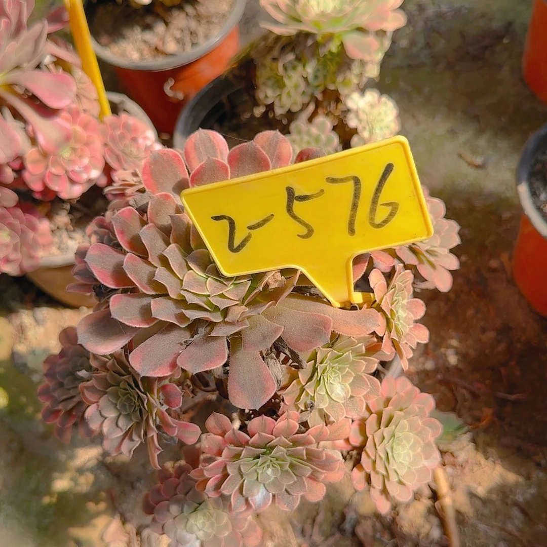 2-576---多头多肉植物