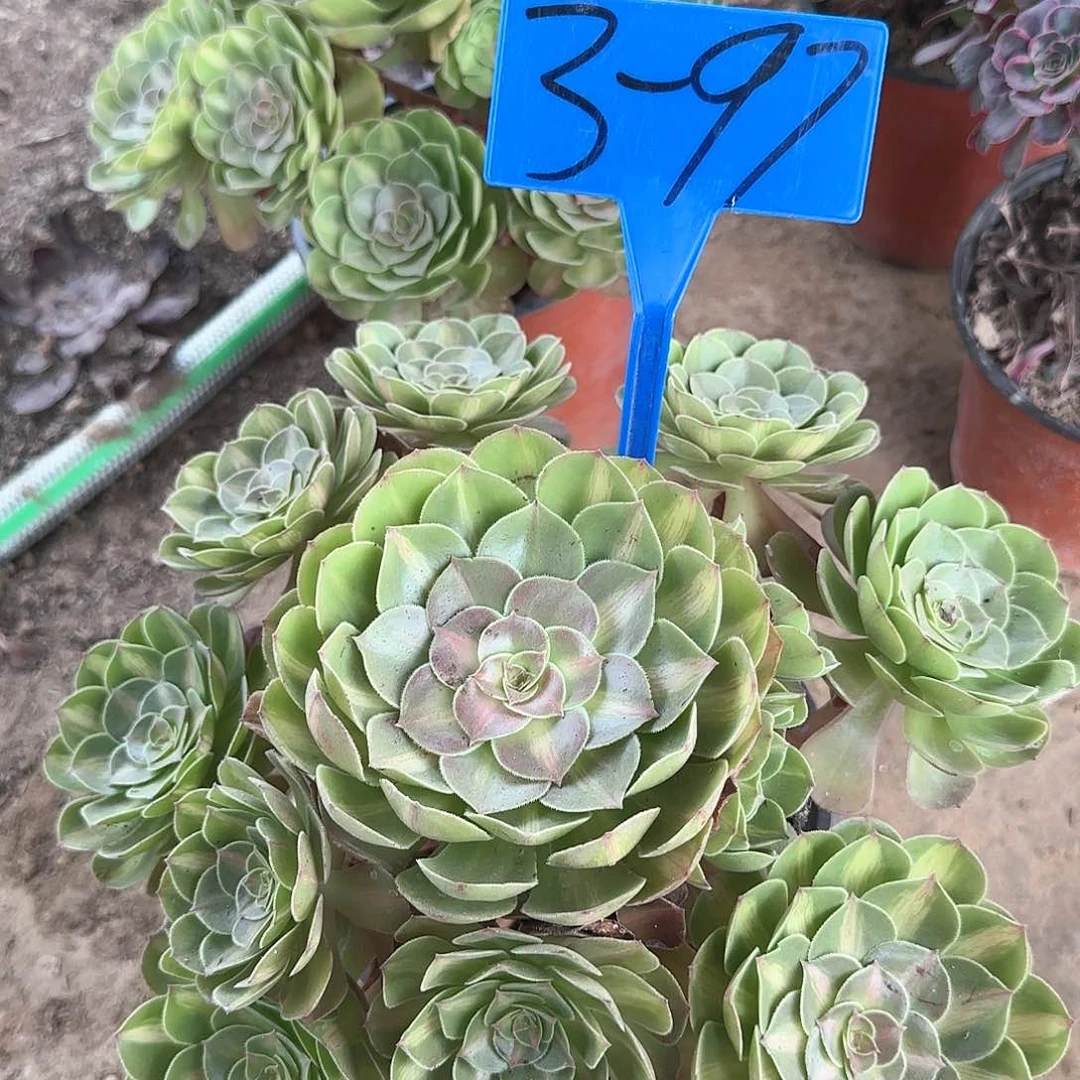 3-97--多头多肉植物